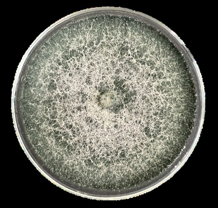 ลักษณะเชื้อ Trichoderma asperellum เจริญบนอาหารเลี้ยงเชื้อ