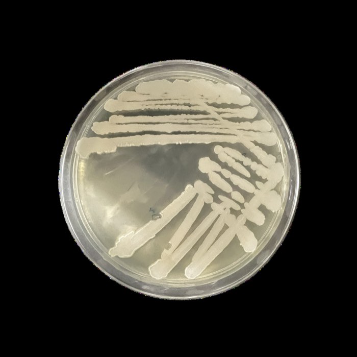 ลักษณะเชื้อ Bacillus cabrialesii เจริญบนอาหารเลี้ยงเชื้อ