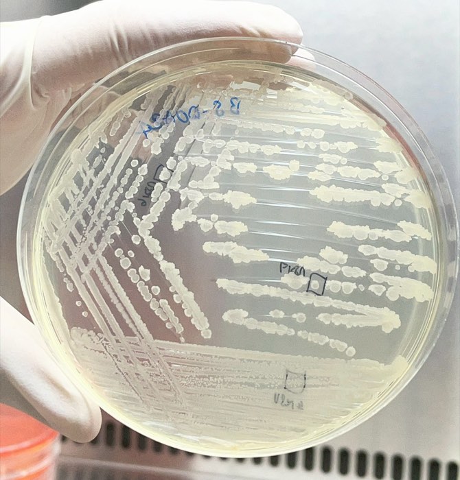จานเพาะเชื้อ Bacillus subtilis สายพันธุ์ BS-DOA 24 จากห้องปฏิบัติการของบริษัท