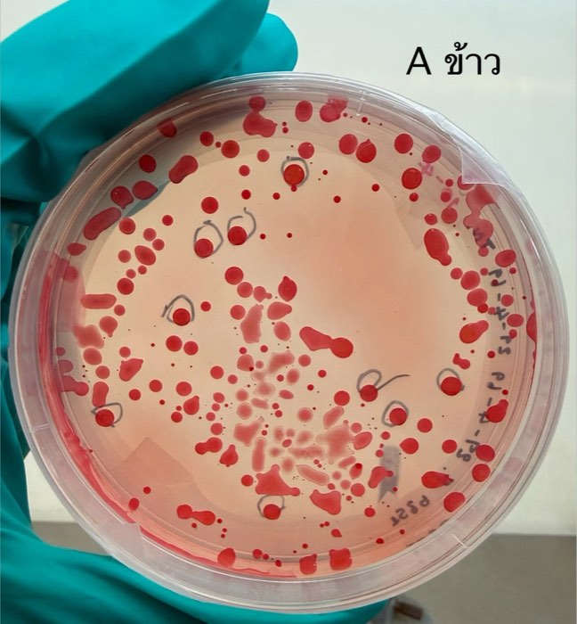จานเพาะเชื้อ Azospirillum brasilense จากห้องปฏิบัติการของบริษัท
