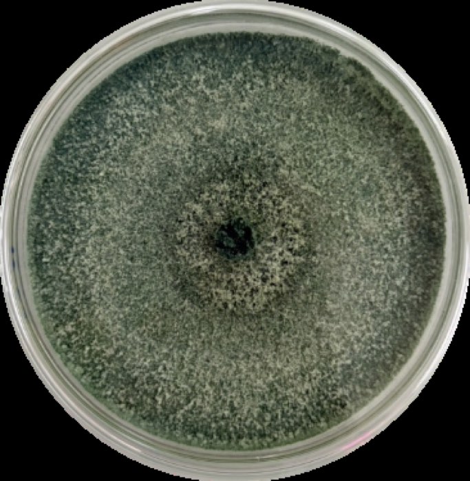 ลักษณะเชื้อ Trichoderma harzianum เจริญบนอาหารเลี้ยงเชื้อ